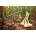 New Crop Fresh Knoblauch in hoher Qualität